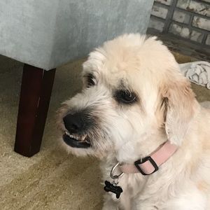 Meet your Posher, Abbey